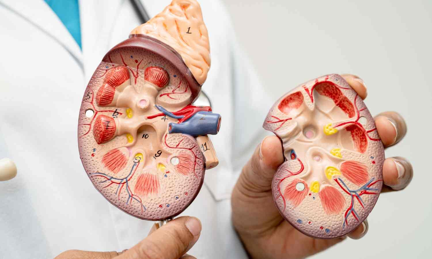 A common constipation drug shows a surprising ability to protect kidneys: JAMA