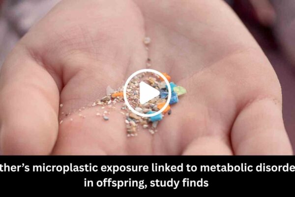 Father’s microplastic exposure linked to metabolic disorders in offspring, study finds