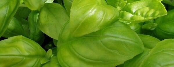 The Full List of Herbs That Protect You From Diabetes