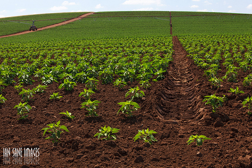 Stop GMO Garden Seeds