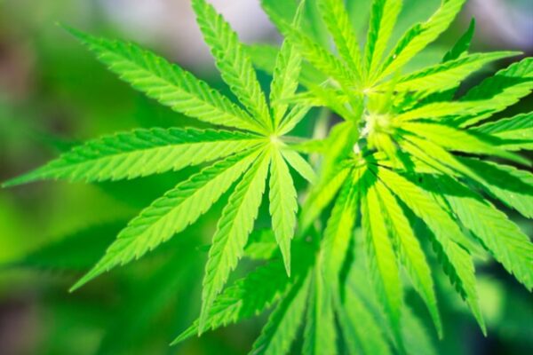 Marijuana use associated with worse school performance and emotional distress for teens