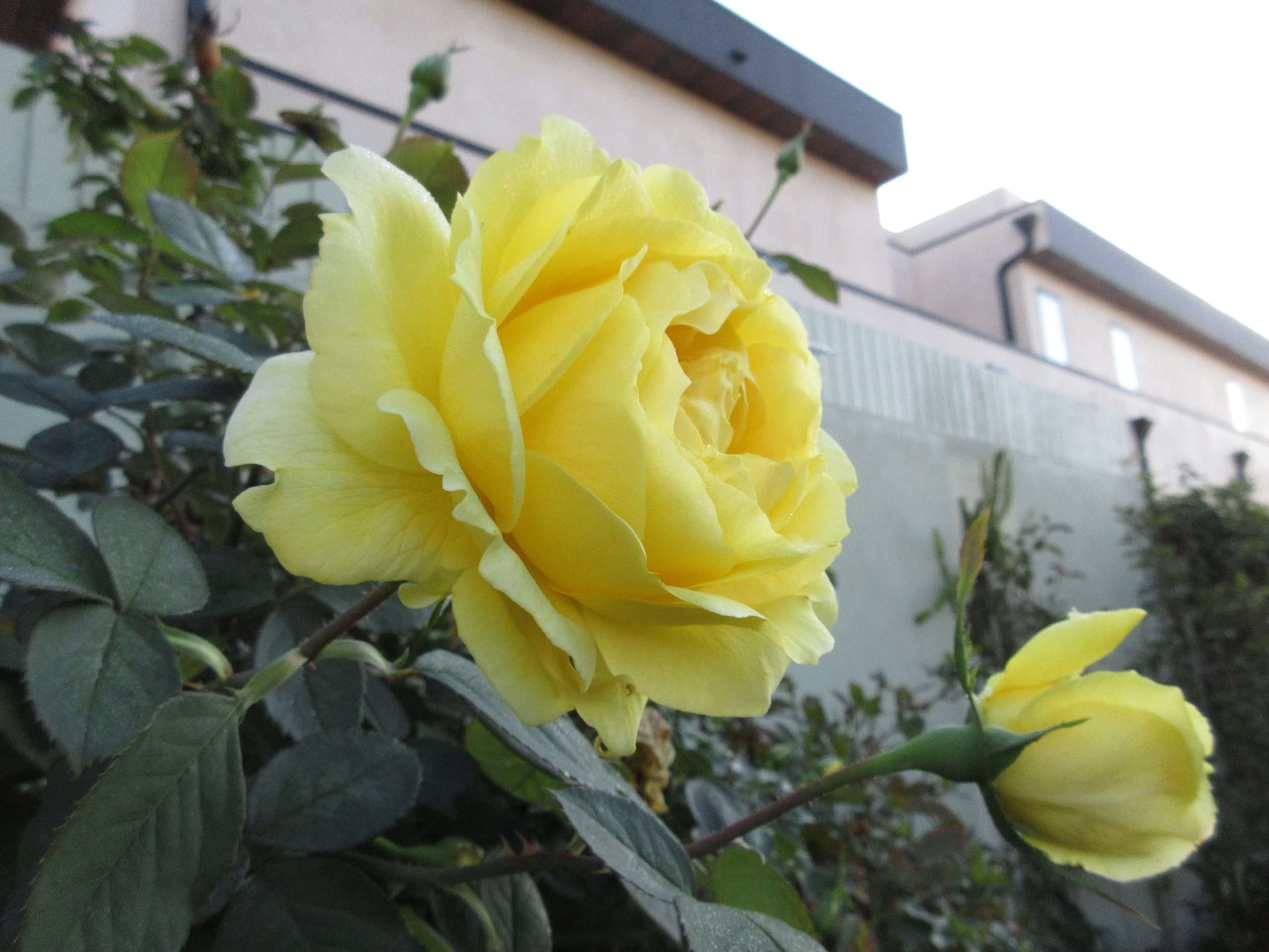 Wordless Wednesday: Winter is Coming