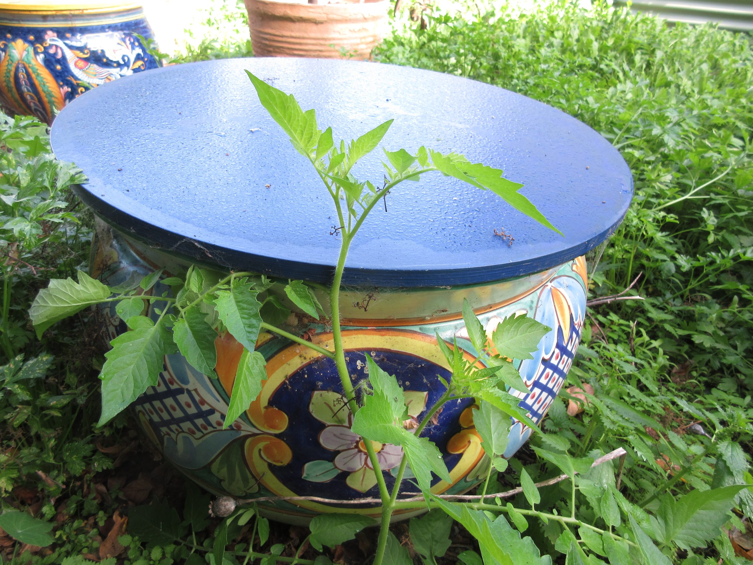 Wordless Wednesday: Christmas Eve – Gardenerd