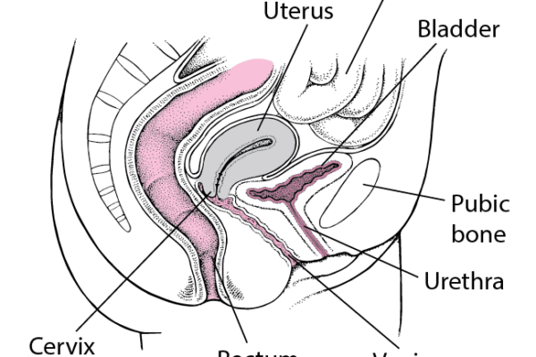 Urethra – Kidney and Urinary Tract Disorders