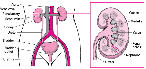 Urethra Defects – Children’s Health Issues
