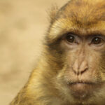 FDA takes steps to limit non-human primate testing