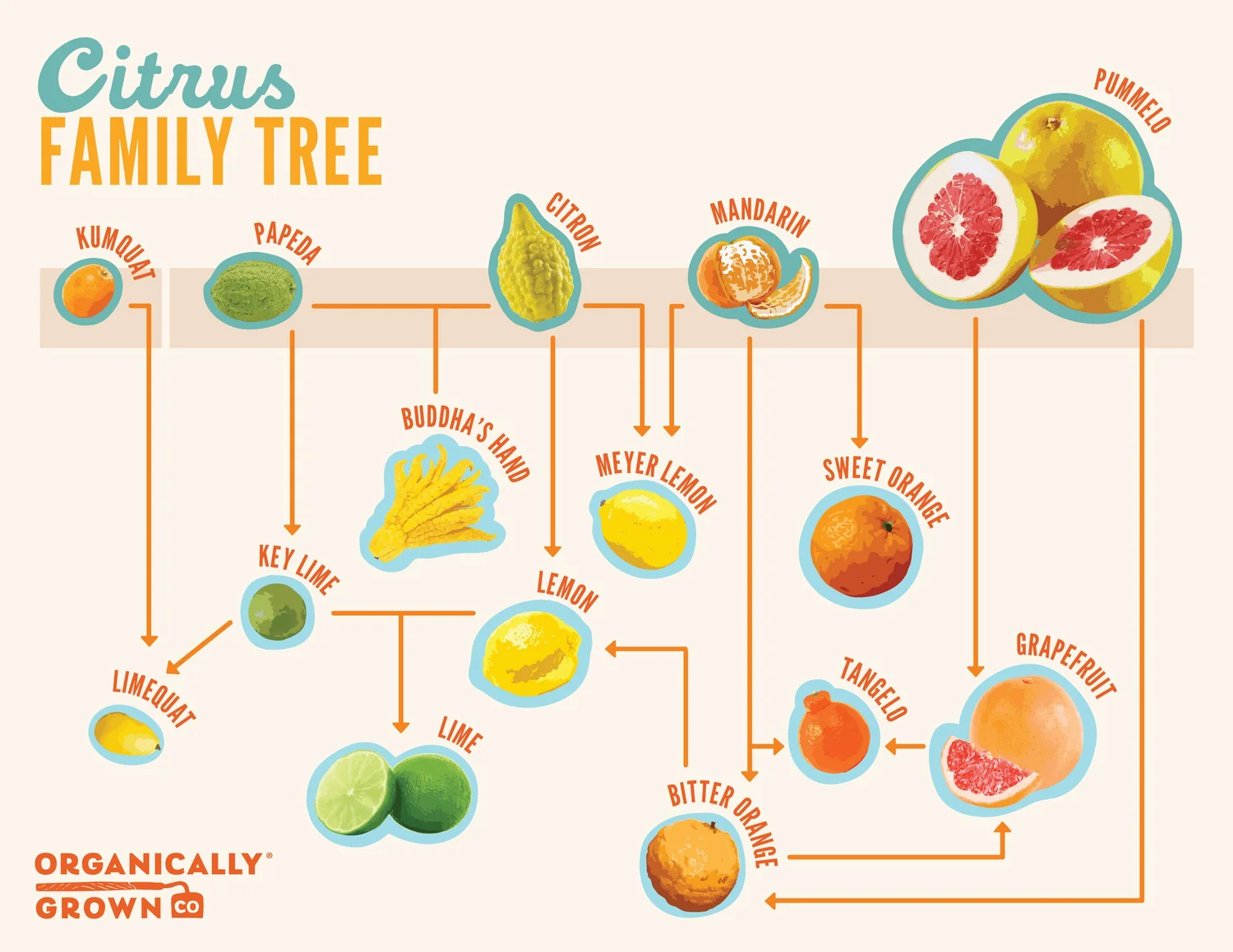A Flavorful Foray into the Genetic Wonder of Citrus Season — Organically Grown Company