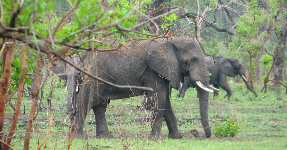 Pachyderm Pharmacies