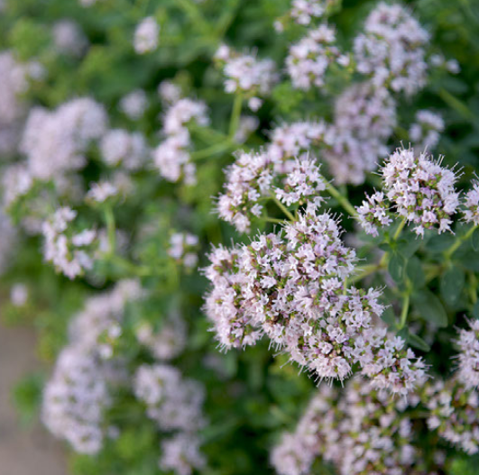 HollyBeth Organics Luxury Skin Care